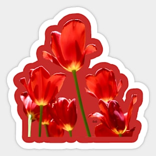 Tulips red Sticker